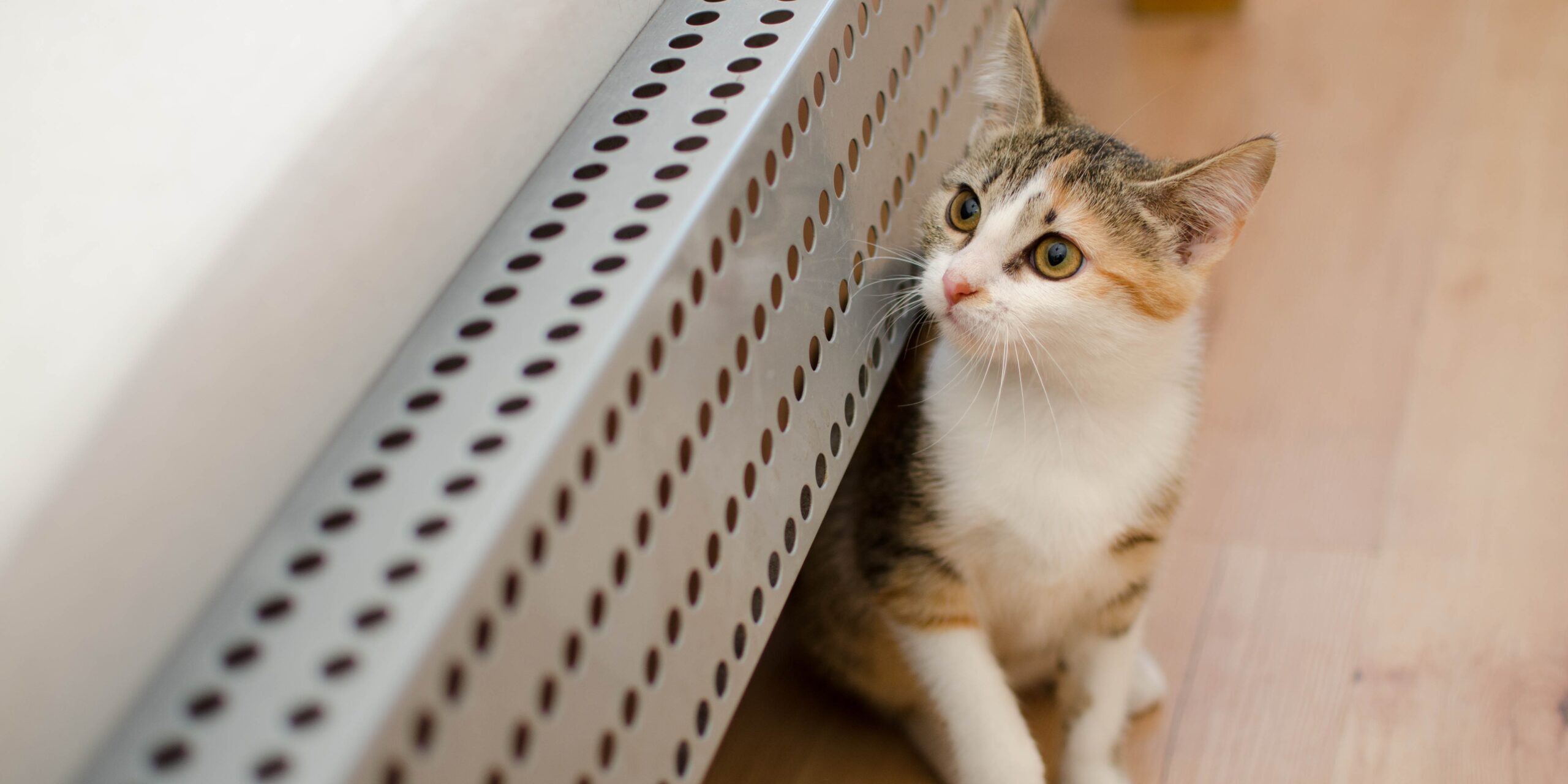 daga_roszkowska-cat-3073451