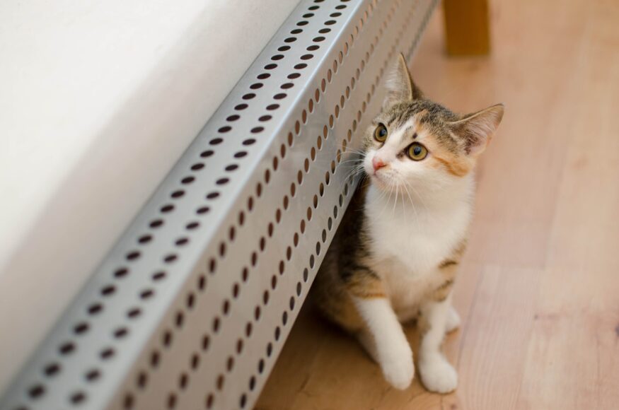 daga_roszkowska-cat-3073451